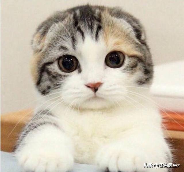 猫粮价格:大年初三捡了只蓝白流浪猫，学生党我要买哪种猫粮？