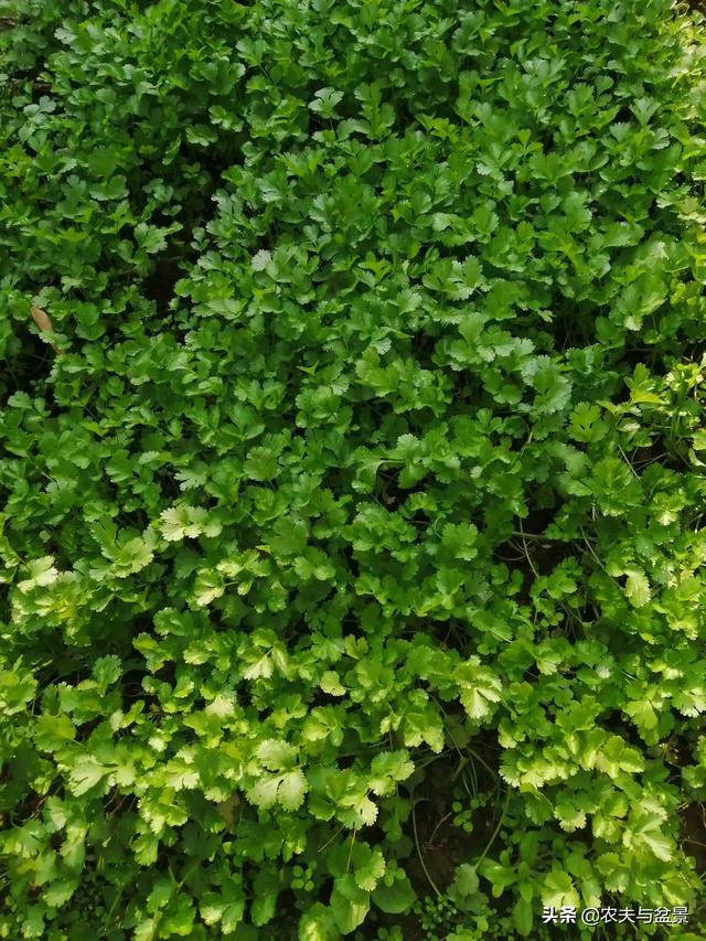 怎样种芫荽(怎样种芫荽出的快)