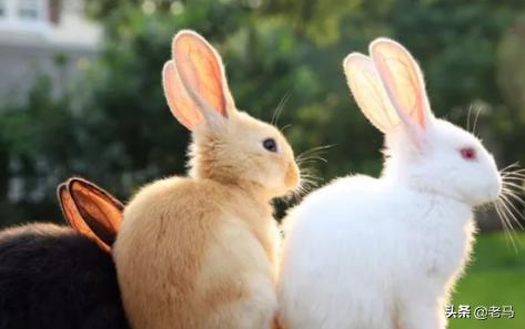 养兔子赚钱吗:农村养殖野鸡和野兔能赚钱吗？需要多大的成本？