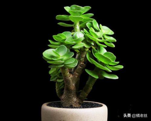 金钱串子的养殖方法和注意事项:钱串子的养殖方法和注意事项？