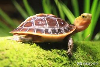 水龟草:那些年你养过的宠物怎么样了？