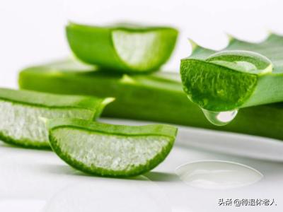 海口宠物皮肤病哪里治:海南海口养狗（拉布拉多）需要特别注意什么？