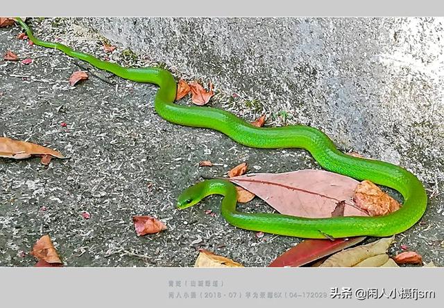 水蛇图片:你手机拍的蛇类的照片能否分享一下？