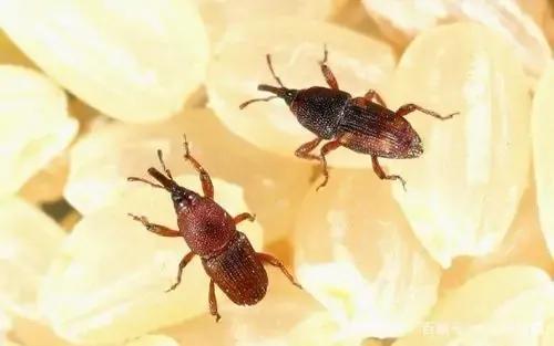 潮湿虫学名:家里潮湿的地方出现是什么虫子？