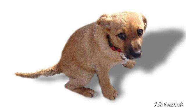 罗威纳犬复仇评价:天生牙为何要向丛云牙和铁碎牙复仇？