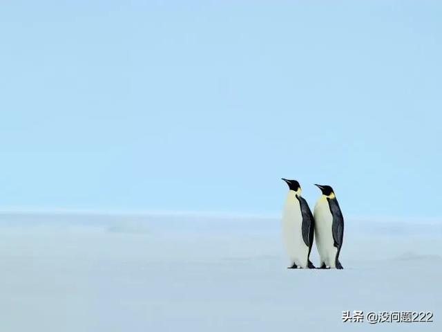 企鹅在哪个极,企鹅生活在南极还是北极？