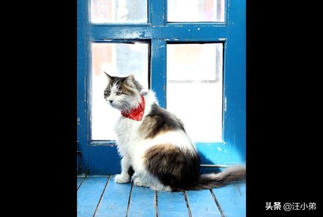 猫咪不乖的作品请:猫咪不乖的全部小说有哪些 我养了一只猫，它很不乖，很凶，我能放弃它吗？
