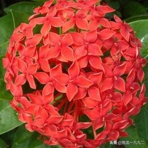 八仙花图片:八仙花图片和介绍 家里的绣球花是什么品种，入冬前如何修剪？
