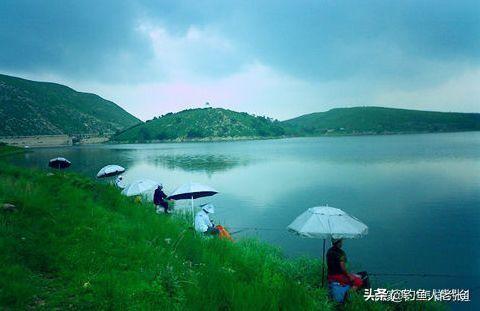 黄金鲫鱼的优势:想搞淡水鱼养殖，什么鱼比较容易养呢？请高人指点？