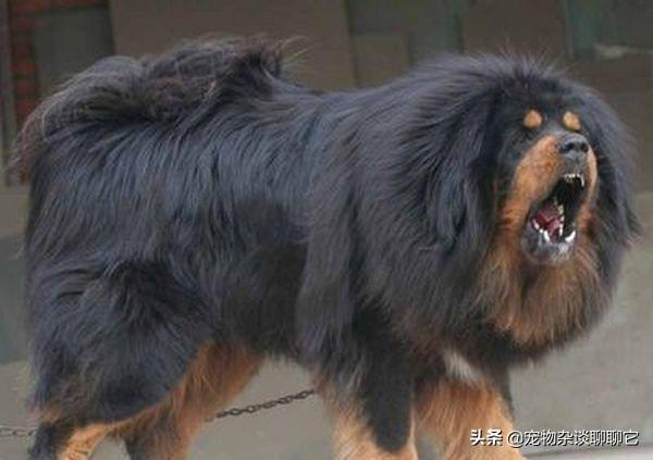 魅力科学 藏獒传奇:藏獒在我国有多少年的历史？为什么？