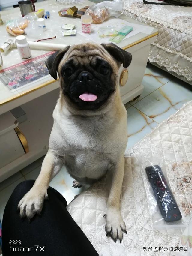 适合人的母狗:什么“人食”是比较适合泰迪犬吃的呢？