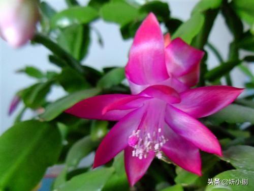 石蒜科的换锦花:君子兰开花用什么肥料催花？