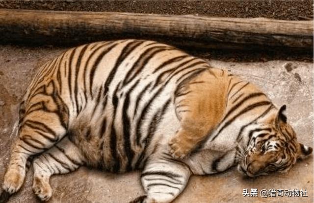 去非洲的那些老虎现在怎么样了，把国家动物园养的几十头老虎，放在非洲大草原能生存的下去吗？