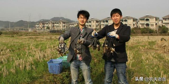 引诱老鼠爱吃什么食物:老鼠在地里吃苞谷、啃西红柿，用什么方法制服它？