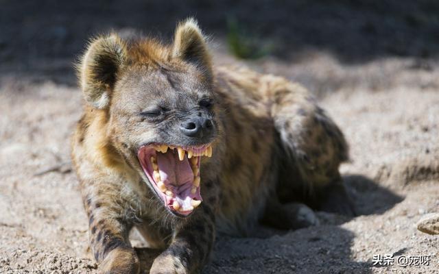 鬣狗vs藏獒藏獒和鬣狗谁厉害?:体型相近的藏獒能打赢鬣狗吗？东方神犬与非洲二哥谁比较厉害？