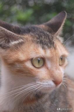离家的猫的:猫咪长大了会离家出走吗？为什么？
