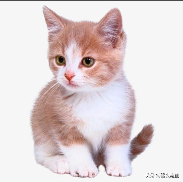 猫图:猫咪对不同的人会有区别吗？ 猫图片头像