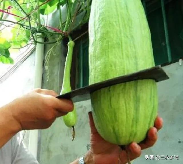 吊瓜子的功效:砍瓜是什么瓜？常吃对身体有哪些好处？