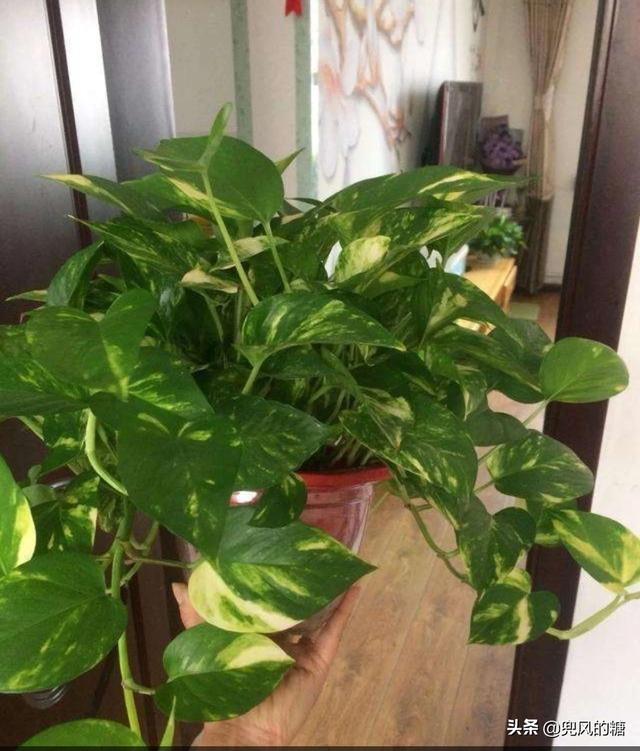 黄金葛图片及名称:比绿萝叶子大的花叫什么？