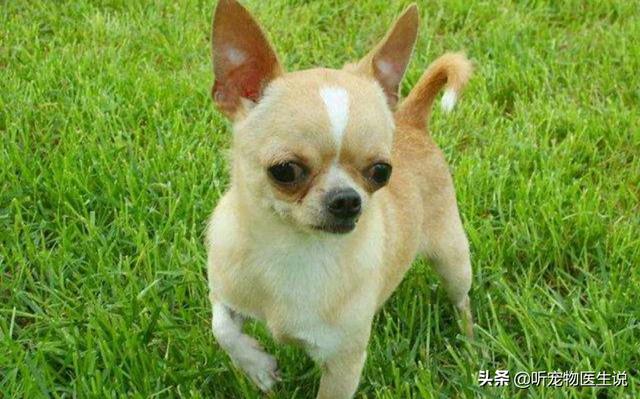 美卡犬要挤肛门:不给博美犬挤肛门腺的后果是什么？