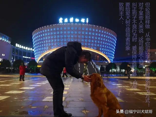 太仓寻狗启示:小狗七天未归还能回家吗？