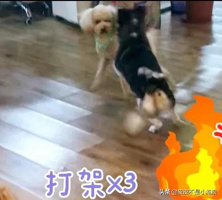 为什么有人会讨厌泰迪犬，为什么有些养狗的人不喜欢泰迪