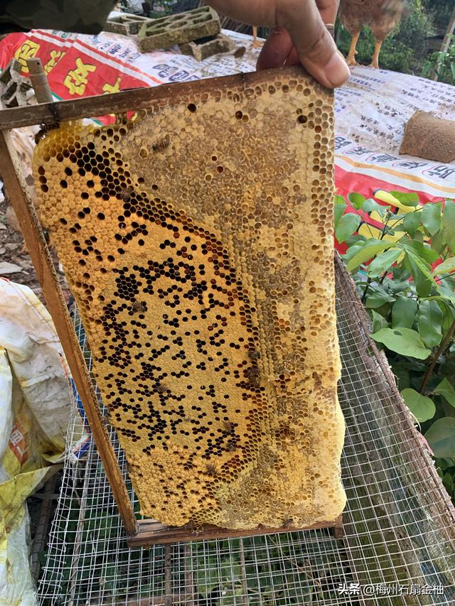 蜜蜂具有什么的能力 ，中蜂强群有哪些表现和优点？