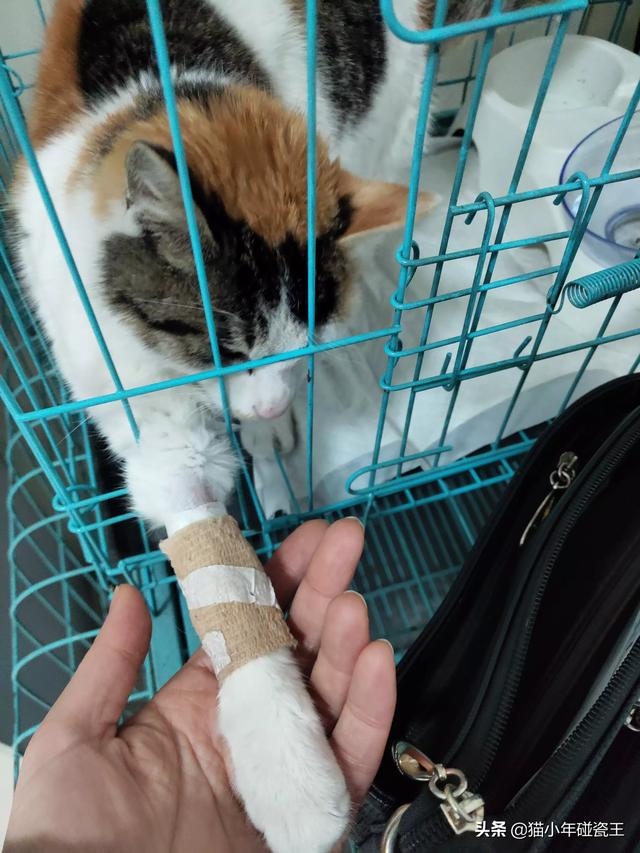 你什么时候被猫的智商震惊了？插图39