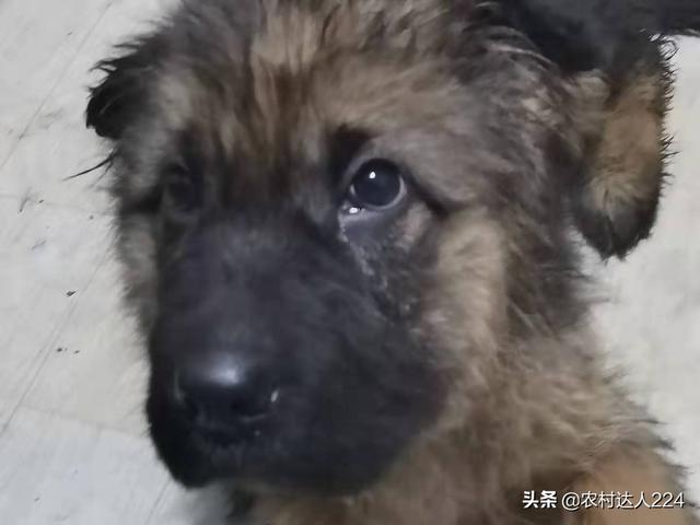 德牧趴蹄会好吗:德牧犬需要打什么样的疫苗？