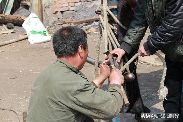 為什麼要給馬釘馬掌鐵釘牢牢釘在馬蹄上馬不疼嗎