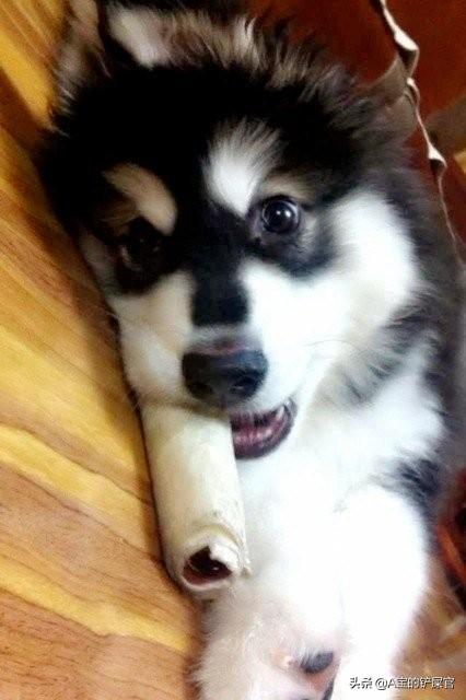 东台市阿拉斯加克利凯犬视频选犬:阿拉斯加怎么区分巨型和标准犬？
