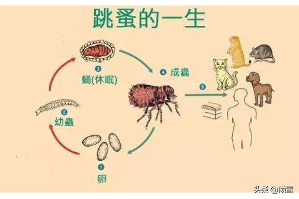 消灭跳蚤:家里有跳蚤用什么杀虫剂！快速杀跳蚤的！有经验的进？