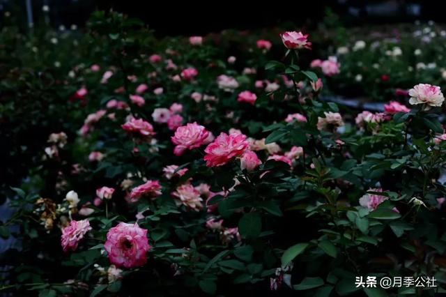 欧洲月季花品种介绍:月季花欧月品种介绍 养好欧月需要花多少时间和金钱？月季好养吗？