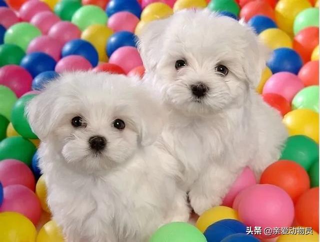 比熊犬好养吗?比熊有哪些优缺点:柯基、比熊、泰迪，哪个比较聪明好养呢？