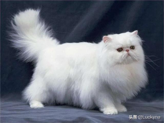 三个月猫不认主人乱咬乱抓:猫离家两个月回来后不认家，不认人，不认猫，为什么？