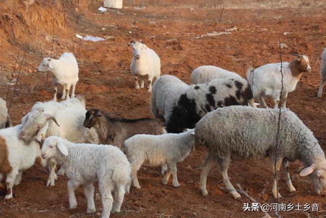 纯种巨型公羊兔:在农村养殖什么最稳，成本低又能赚钱？