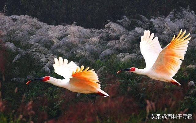 日本国鸟:美国国鸟是“白头鹰”，日本国鸟是“绿雉”，中国的国鸟是什么？