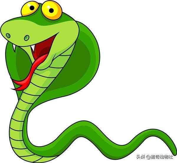 过山风为什么能杀死大象?