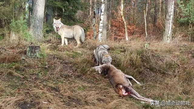 纯比特犬配库达犬好吗:比特犬同体重能不能打赢野狼？