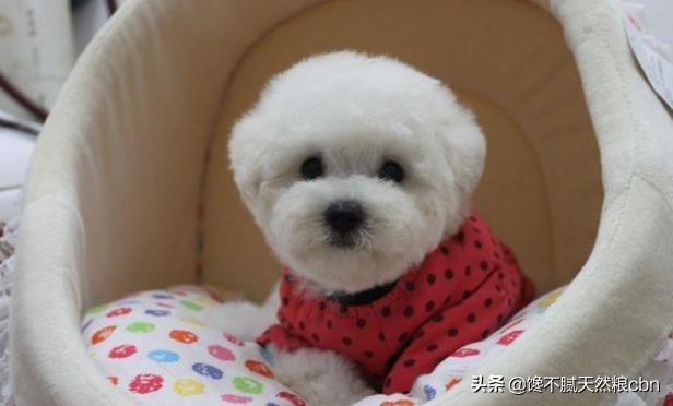 比熊狗粮对泪痕好:比熊犬过得滋润的有哪几个特征？比熊被主人养得好的几个表现？