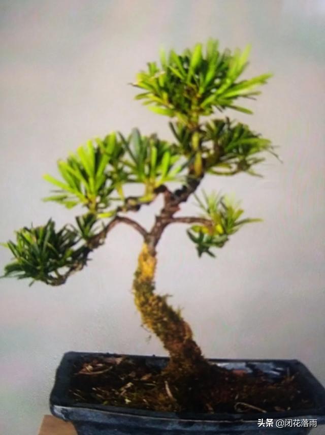 罗汉树蚜虫怎么防治:蚜虫、蓟马和盲蝽蟓该如何进行防治？