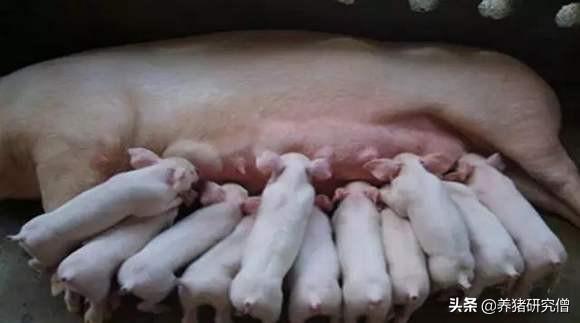 云南一母猪产下8名男婴:养100头母猪大概多少钱