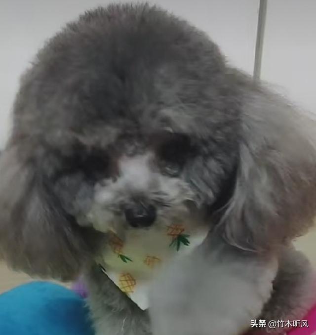 铲屎官是什么意思:如何做一名合格的铲屎官？