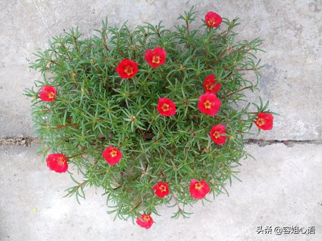 头条问答 很喜欢朴树的 生如夏花 有哪些植物会在夏天开花呢 22个回答