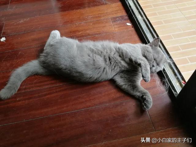 金吉拉猫图片:金吉拉猫和蓝猫哪个好养？