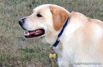 安徽拉布拉多犬的价格:拉布拉多犬价格拉布拉多犬多少钱？