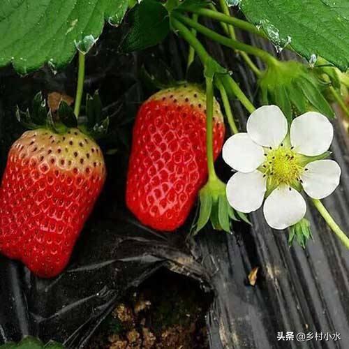 大棚草莓如何管理温湿度？