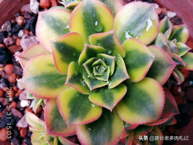 多肉植物花车锦属于法师类吗？刚入手一棵好养吗？