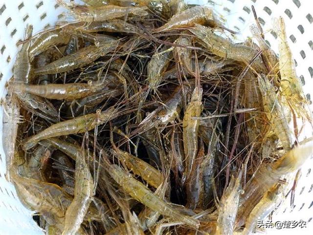重庆 河虾养殖:河虾能在水质污染严重水域生存吗？为什么？
