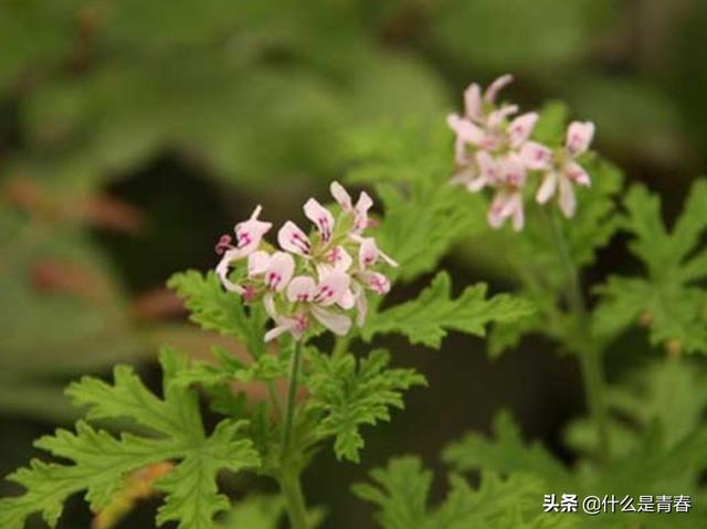 驱蚊草怎么养:怎么挑选水养富贵竹、绿萝、驱蚊草？